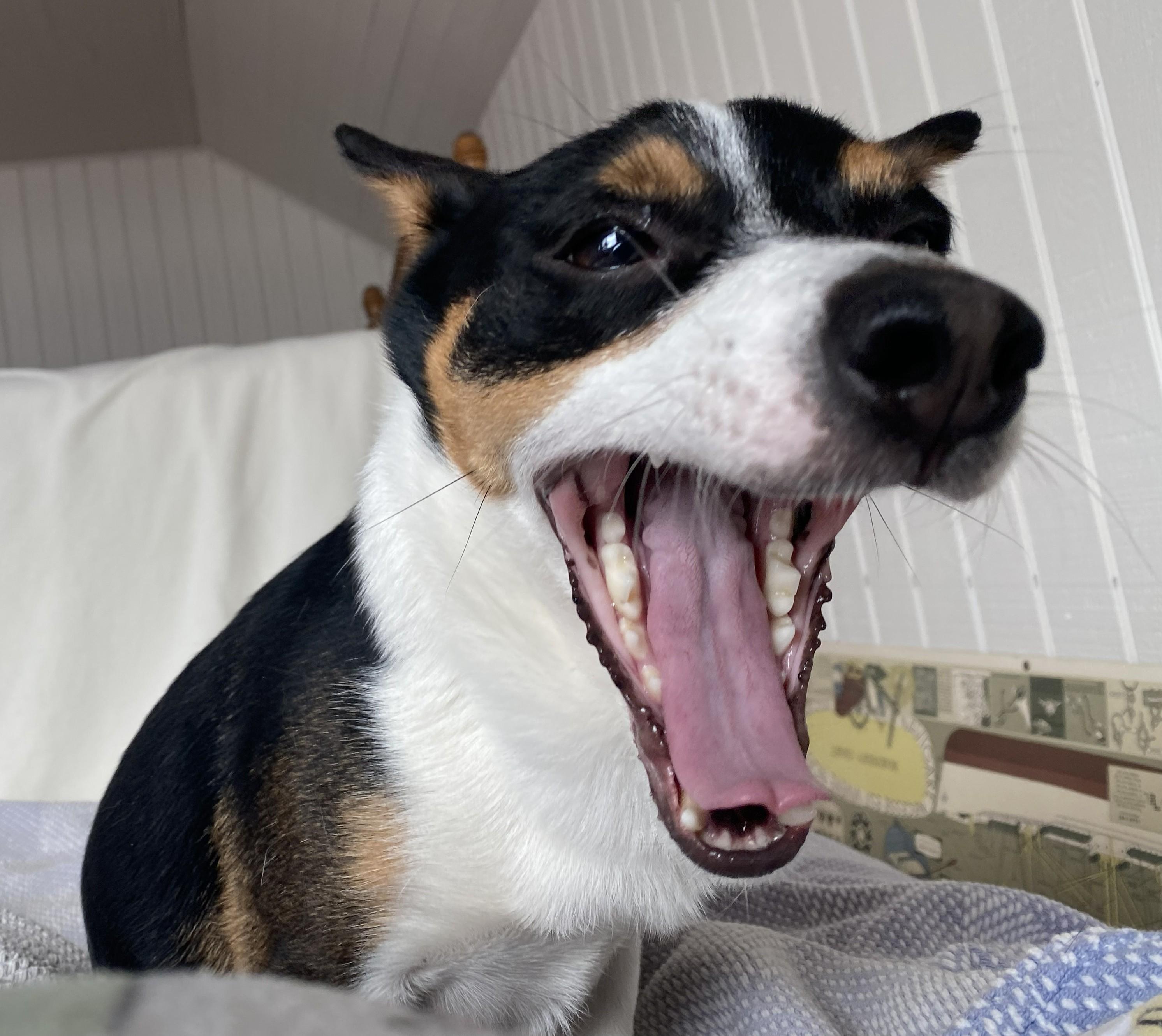 Enlarge Dancer, a ADOPTABLE mixed breed in Clatskanie, OR image 1/6