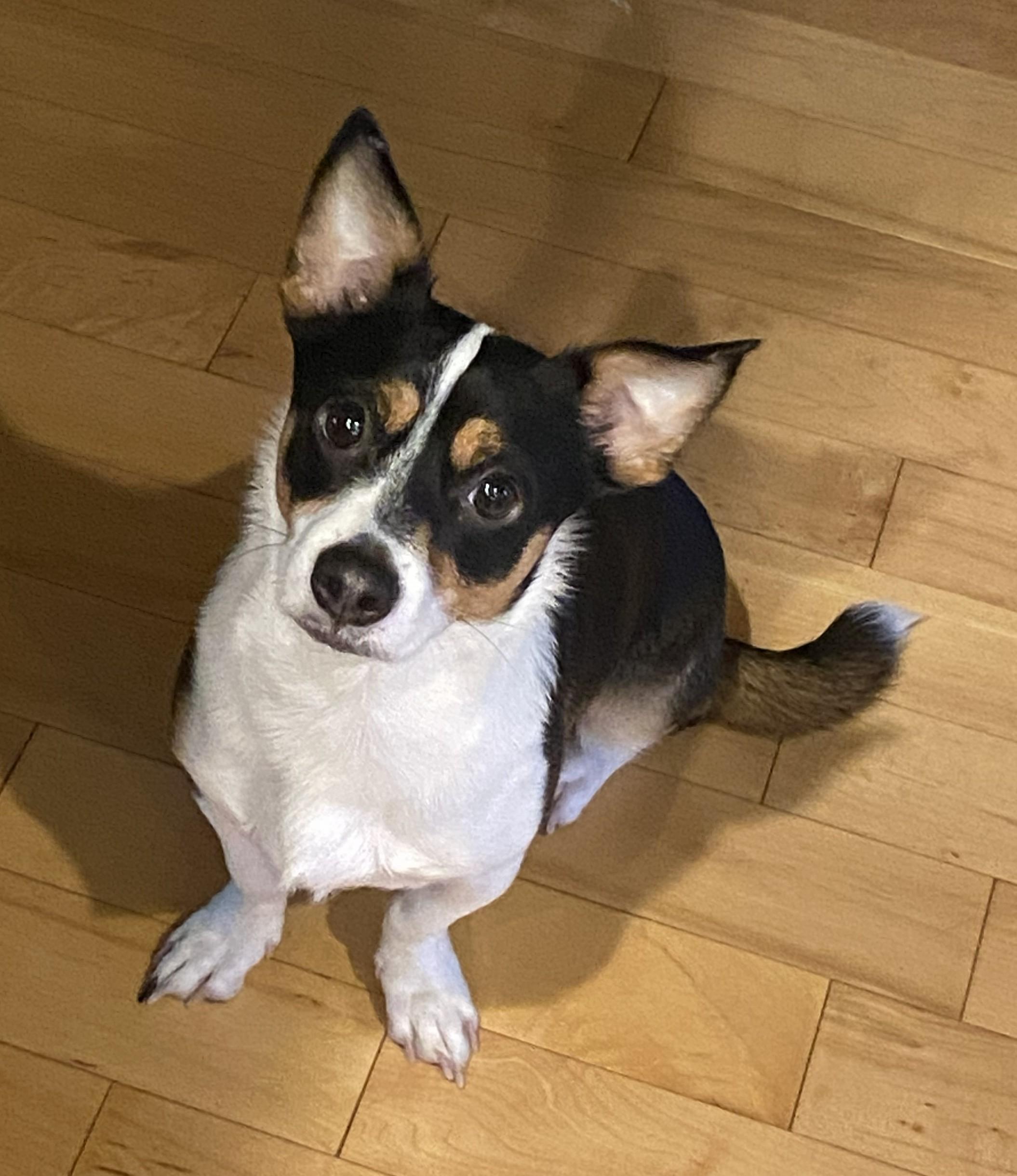 Enlarge Dancer, a ADOPTABLE mixed breed in Clatskanie, OR image 4/6