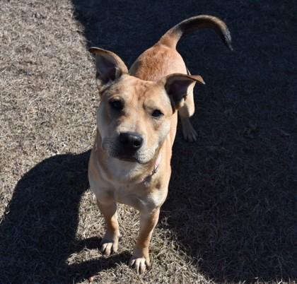 Enlarge Nacho, an adopted mixed breed in Inverness, FL image 2/3