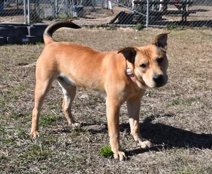 Enlarge Nacho, an adopted mixed breed in Inverness, FL image 3/3