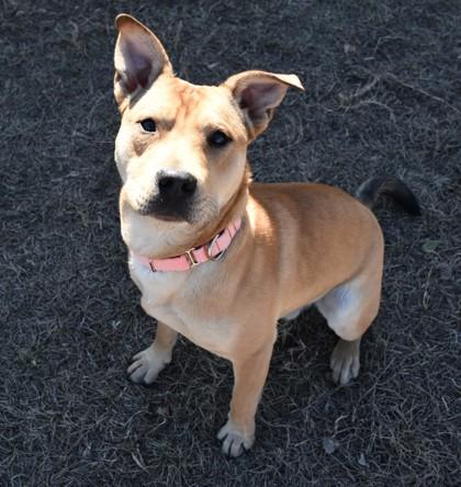Enlarge Nacho, an adopted mixed breed in Inverness, FL image 1/3