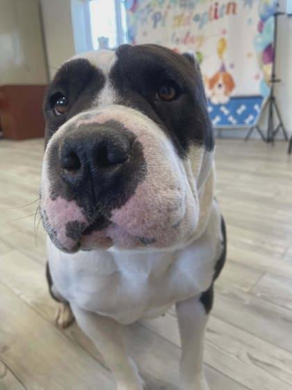 Bella, Adoptable, Adult Female Mixed Breed & Mixed Breed.