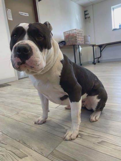 Enlarge Bella, a Adoptable mixed breed in South Bend, IN image 2/3