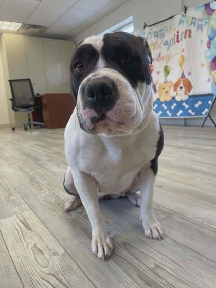 Enlarge Bella, a Adoptable mixed breed in South Bend, IN image 3/3