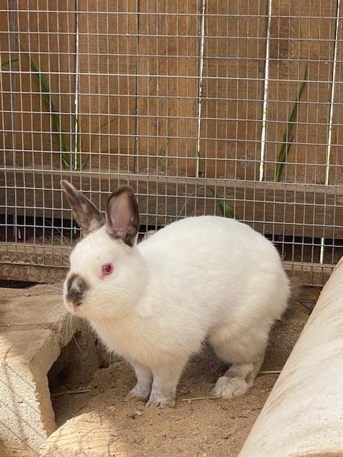 Enlarge WHITLEY, a Adoptable Bunny Rabbit in Santa Maria, CA image 1/1