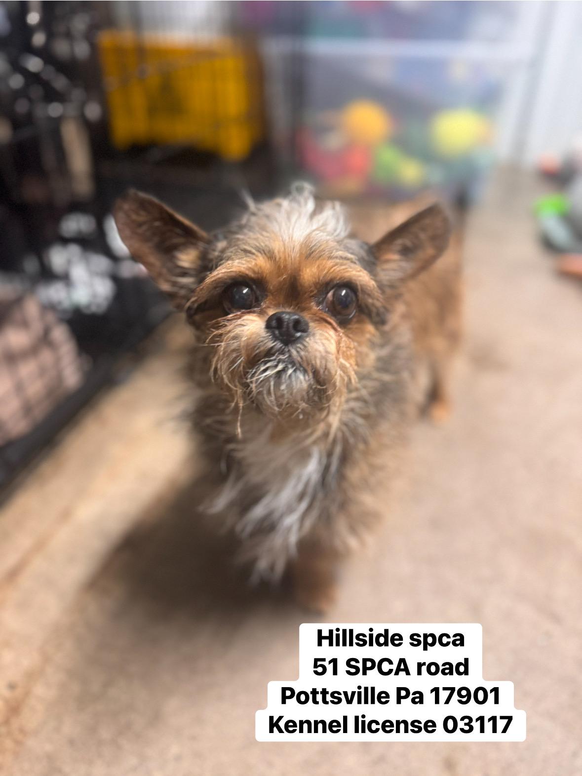 Ian, adopted, Adult Male Brussels Griffon.