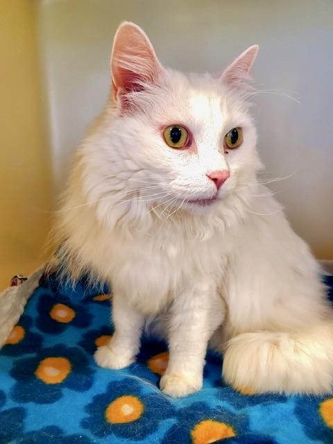 Enlarge Bleaky, a Adoptable Domestic Long Hair in BLACK MOUNTAIN, NC image 2/2