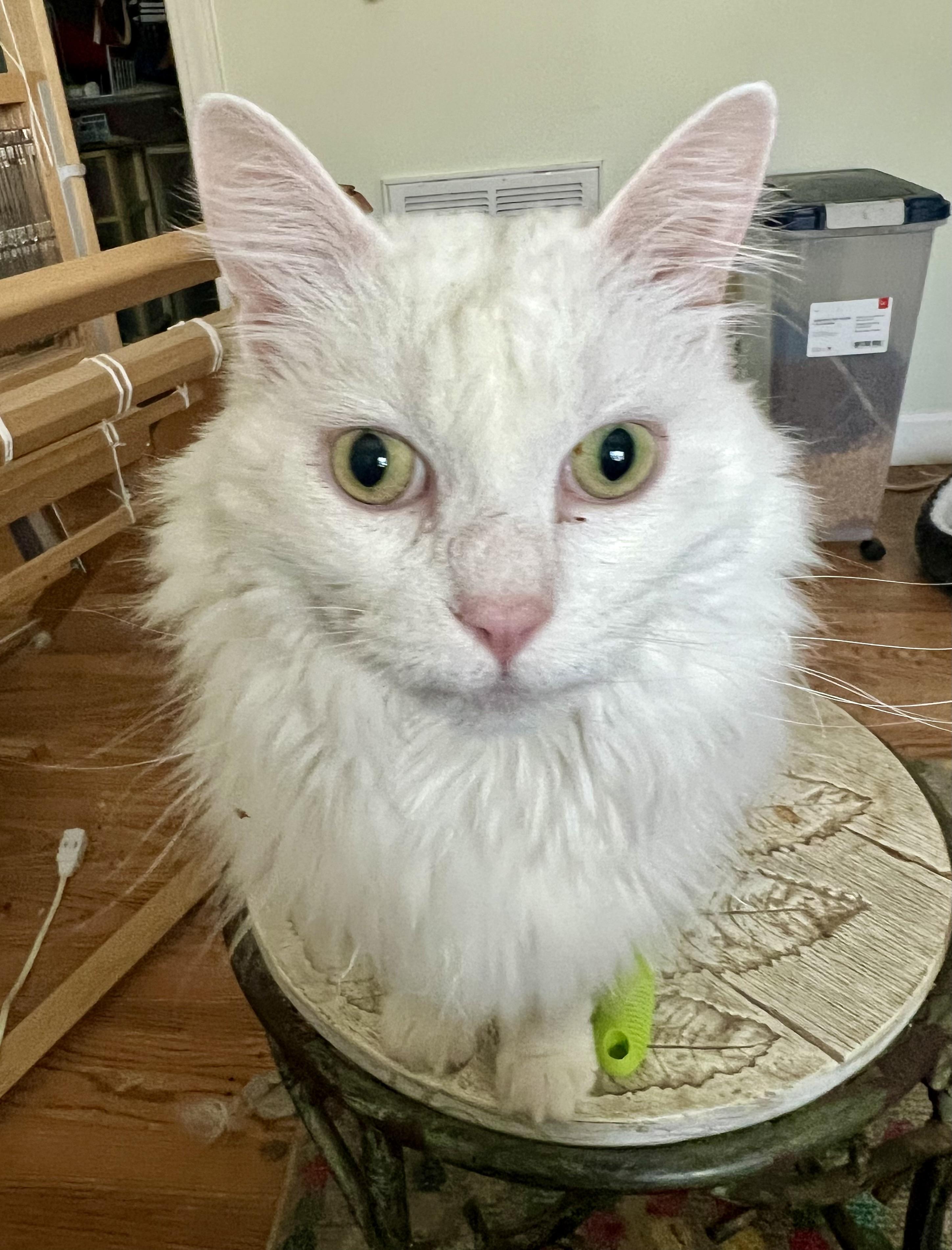 Enlarge Bleaky, a Adoptable Domestic Long Hair in BLACK MOUNTAIN, NC image 1/2