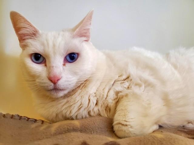 Bleaky, Adoptable, Adult Male Domestic Long Hair.