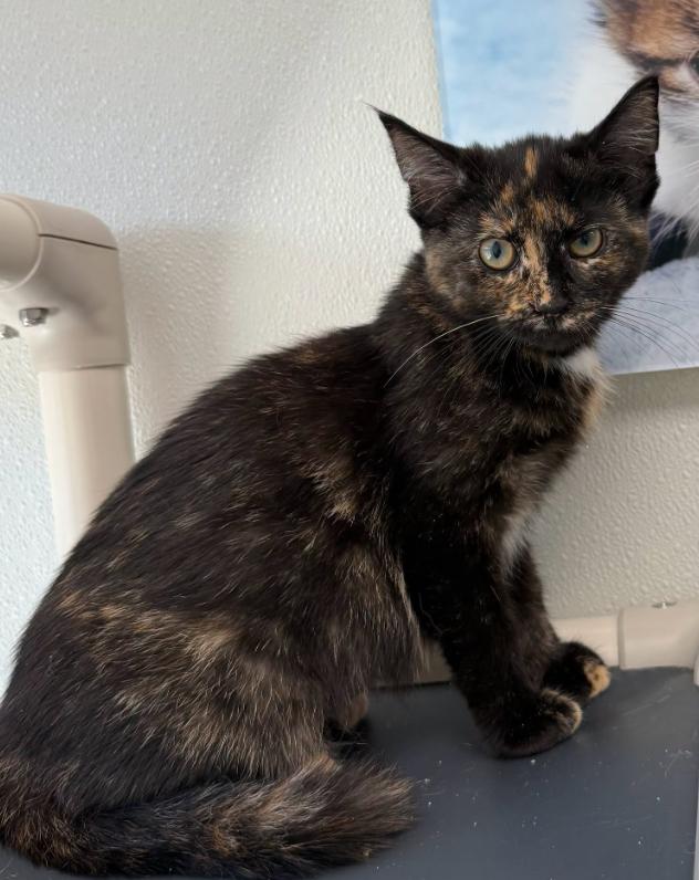 Enlarge Honesty, a Adoptable Tortoiseshell in Hornell, NY image 1/1