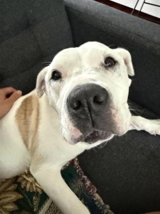 Shelby, Adoptable, Adult Female Pit Bull Terrier & Mixed Breed.