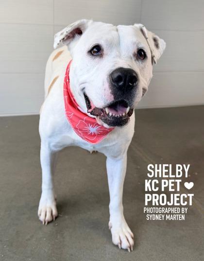 Shelby, a Adoptable mixed breed in Kansas City, MO image 2/3