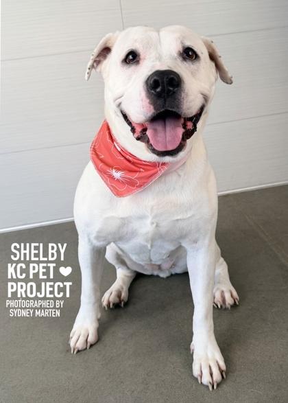 Shelby, a Adoptable mixed breed in Kansas City, MO image 3/3