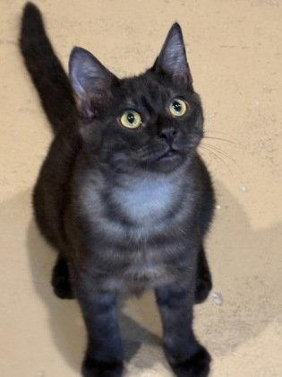 Enlarge Rhetor, a Adoptable Domestic Short Hair in Midland, VA image 1/1