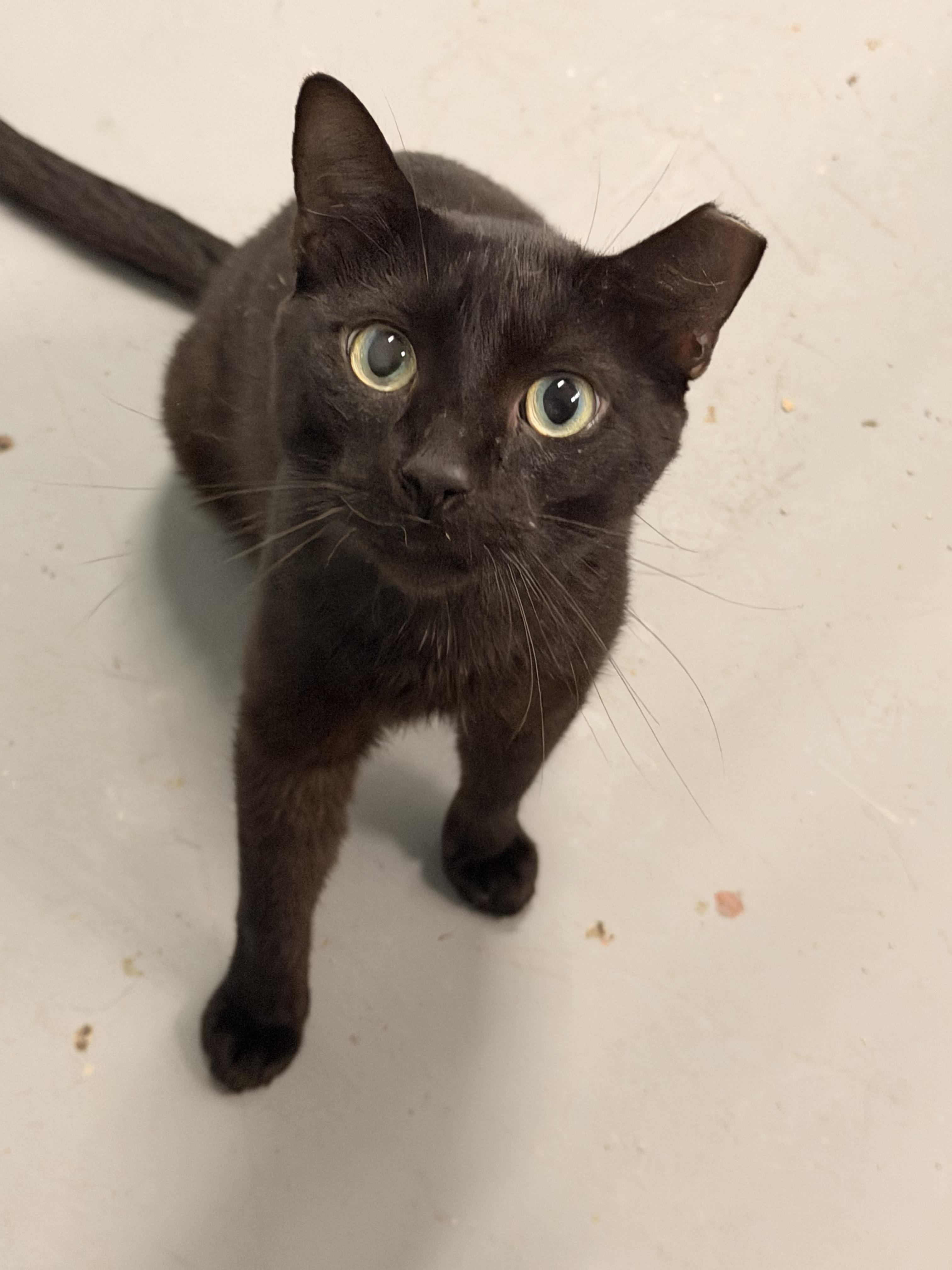 Brutus, Adoptable, Adult Male Domestic Short Hair.