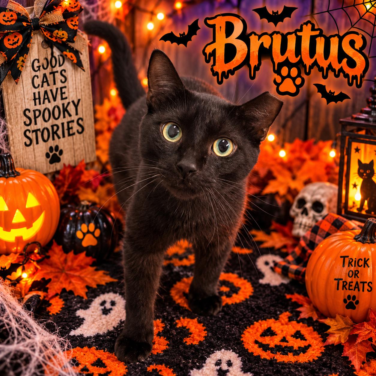 Enlarge Brutus, a Adoptable Domestic Short Hair in Leesville, LA image 2/2