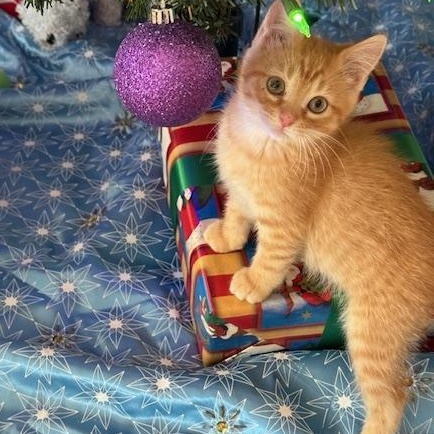 Enlarge Cheese Miller, a Adoptable Domestic Short Hair in Denver, CO image 1/4