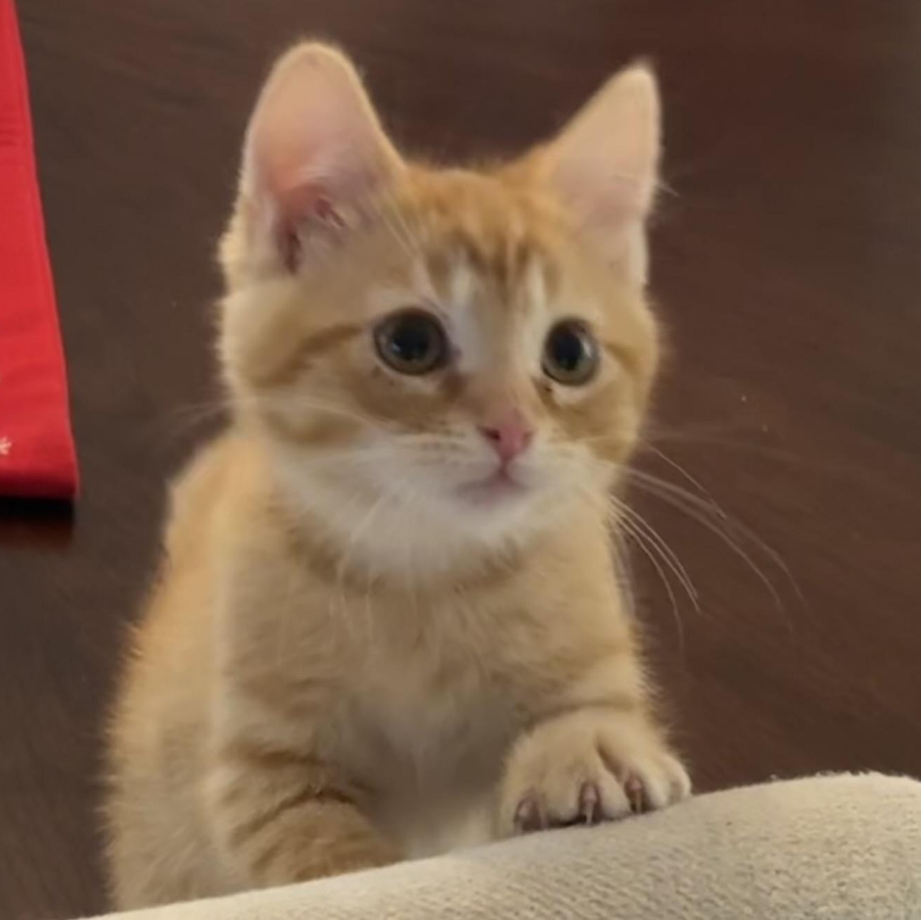 Enlarge Cheese Miller, a Adoptable Domestic Short Hair in Denver, CO image 4/4