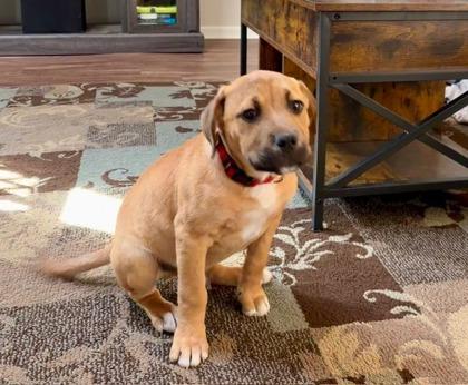 Enlarge 2749B Coy - Adoption Ambassador, a Adoptable mixed breed in North Charleston, SC image 3/3