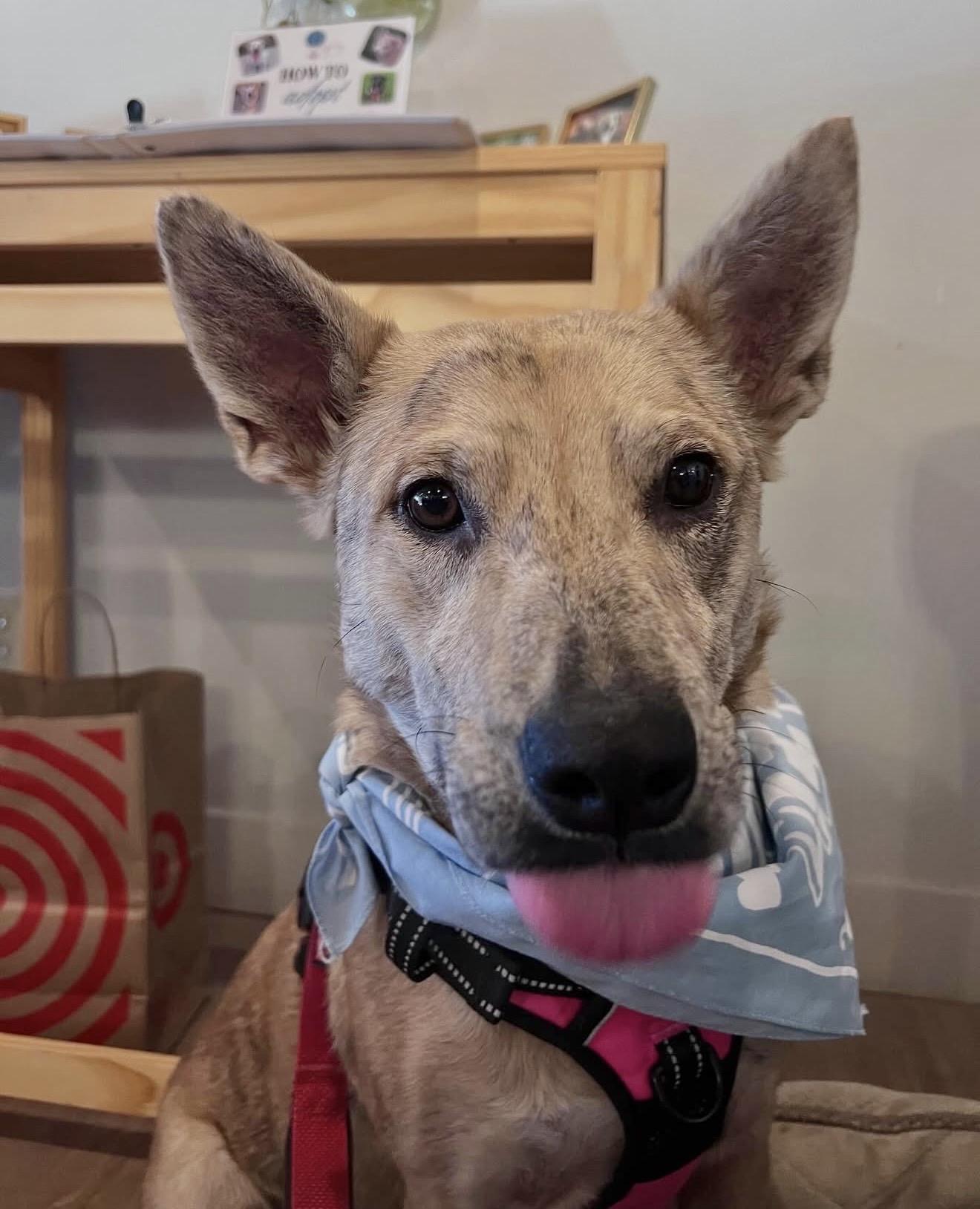 Betsy, a Adoptable Australian Cattle Dog / Blue Heeler in Commerce City, CO image 5/6