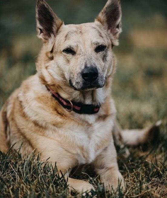 Betsy, Adoptable, Senior Female Australian Cattle Dog / Blue Heeler.