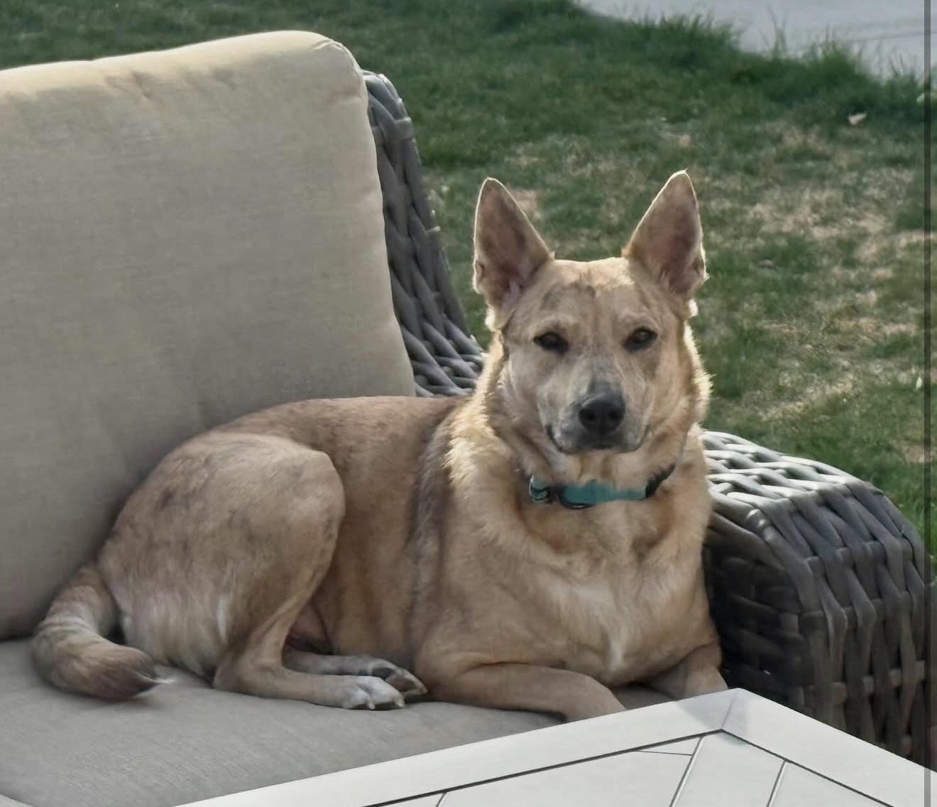 Betsy, a Adoptable Australian Cattle Dog / Blue Heeler in Commerce City, CO image 2/6
