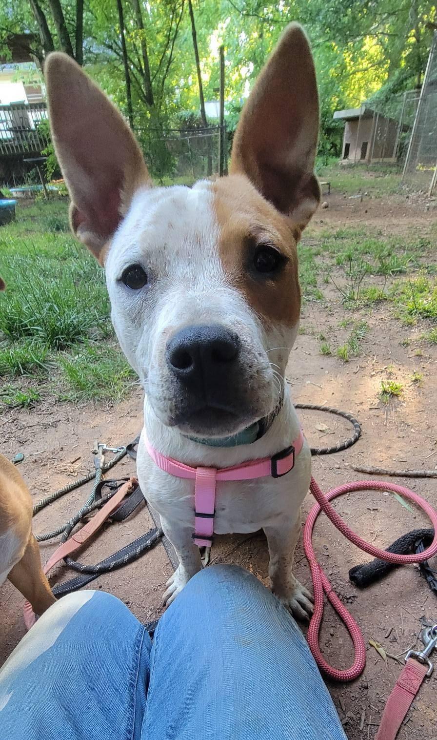 JoJo, a Adoptable American Staffordshire Terrier in Arlington, VA image 1/3