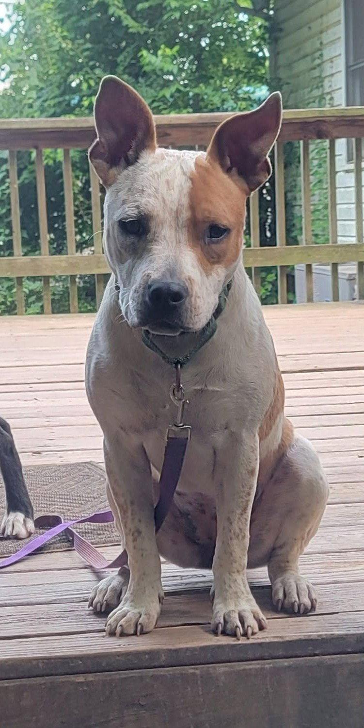 Enlarge JoJo, a Adoptable American Staffordshire Terrier in Arlington, VA image 1/3