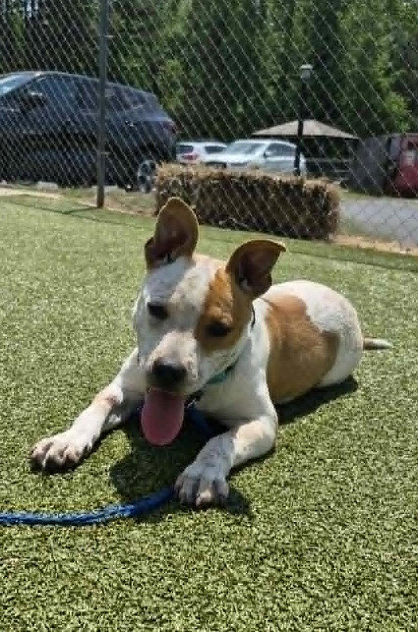 JoJo, a Adoptable American Staffordshire Terrier in Arlington, VA image 3/3