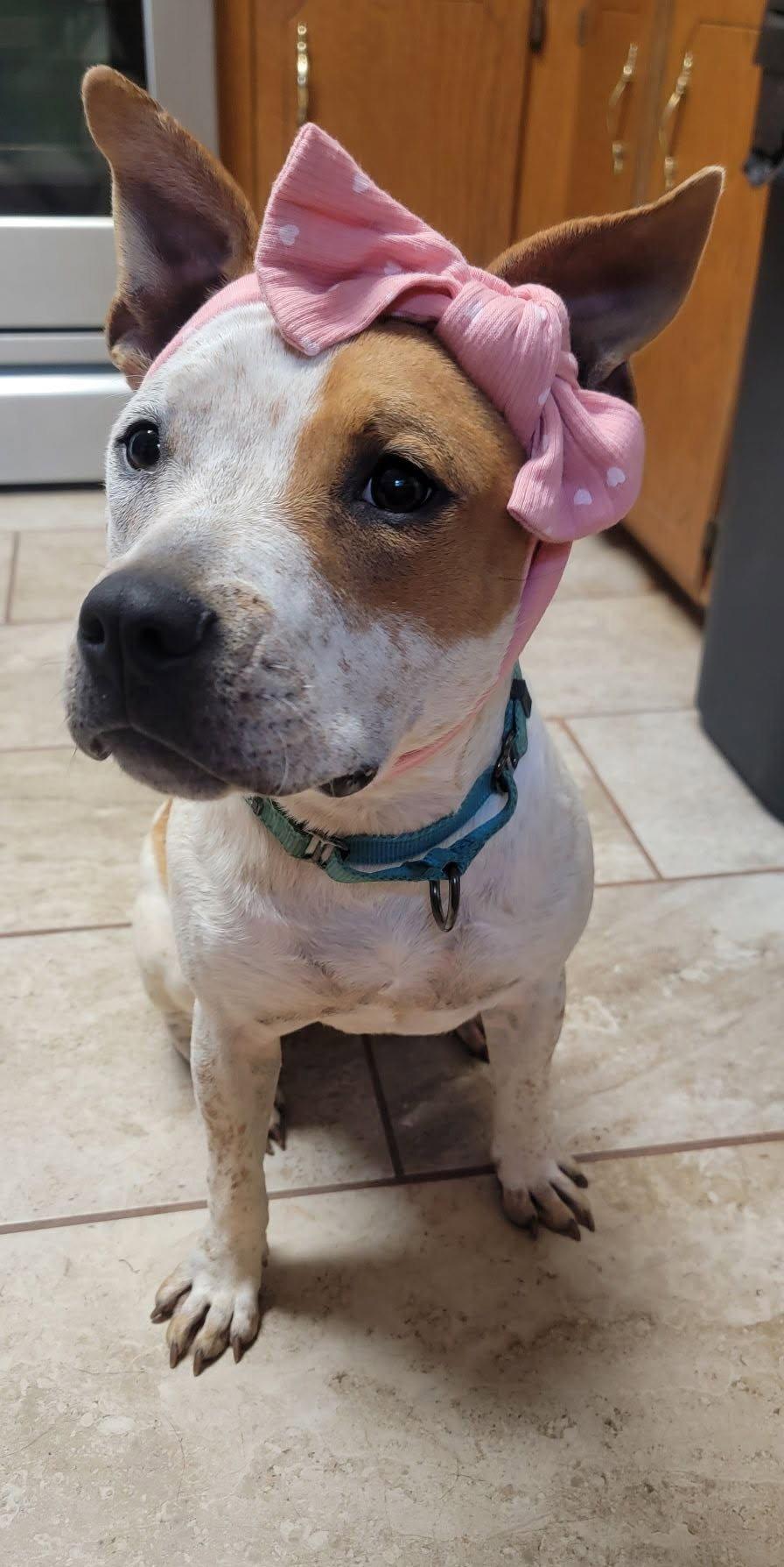 Enlarge JoJo, a Adoptable American Staffordshire Terrier in Arlington, VA image 2/3