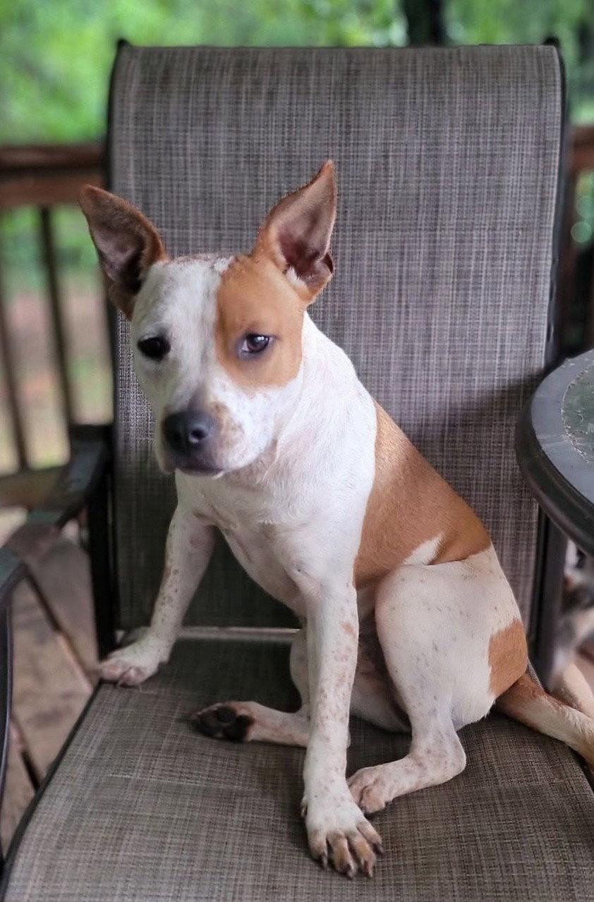 Enlarge JoJo, a Adoptable American Staffordshire Terrier in Arlington, VA image 3/3