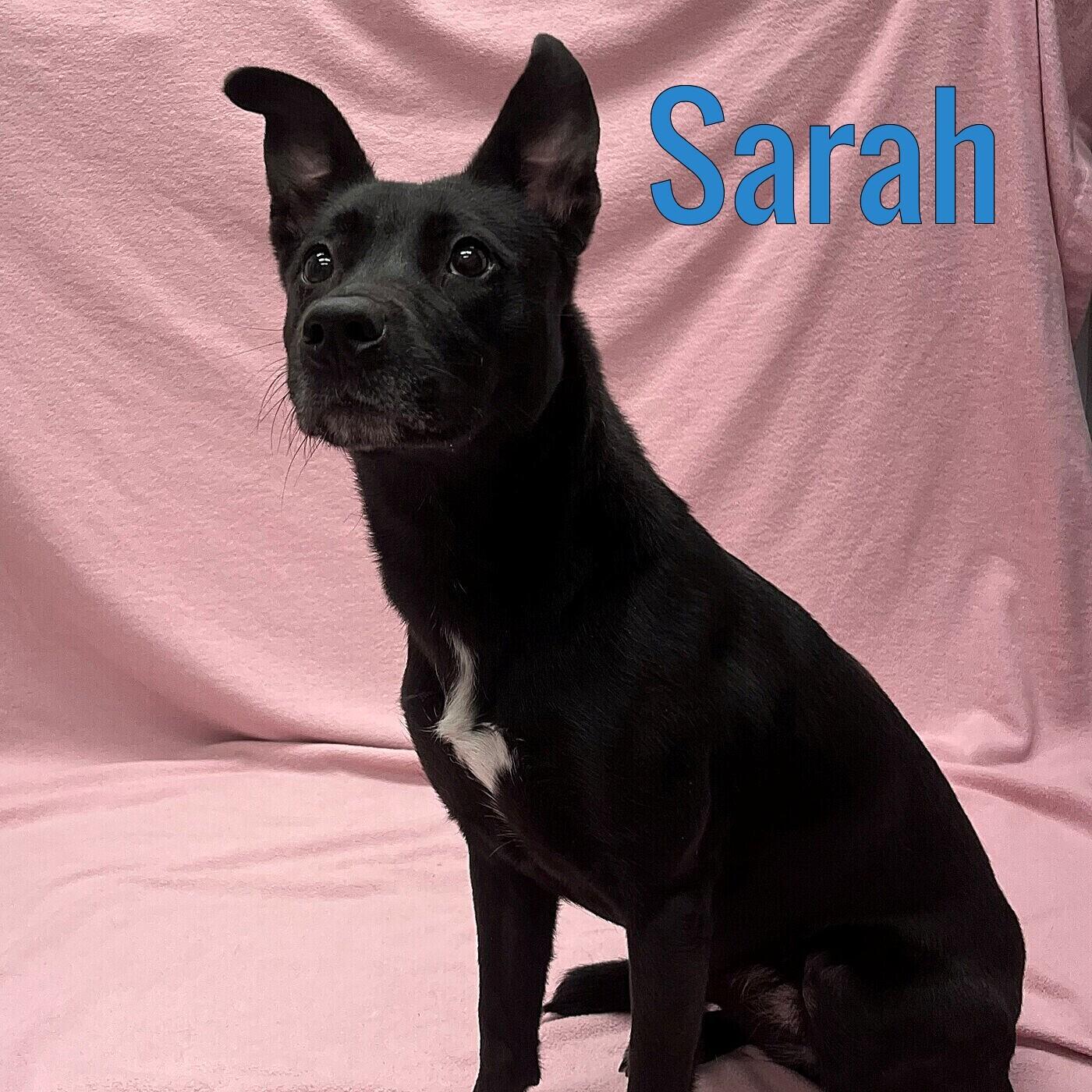 Sarah, ADOPTABLE, Adult Female Labrador Retriever & Shepherd.