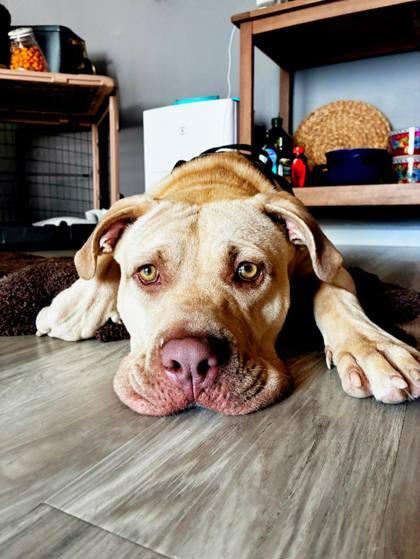 Henry Wu thumbnail 3