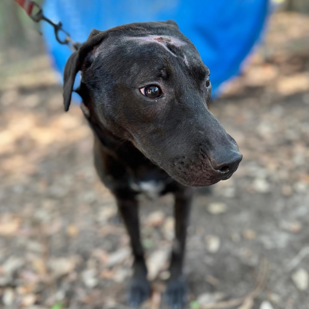 Poco, a Adoptable Mixed Breed in Milton, FL image 1/2