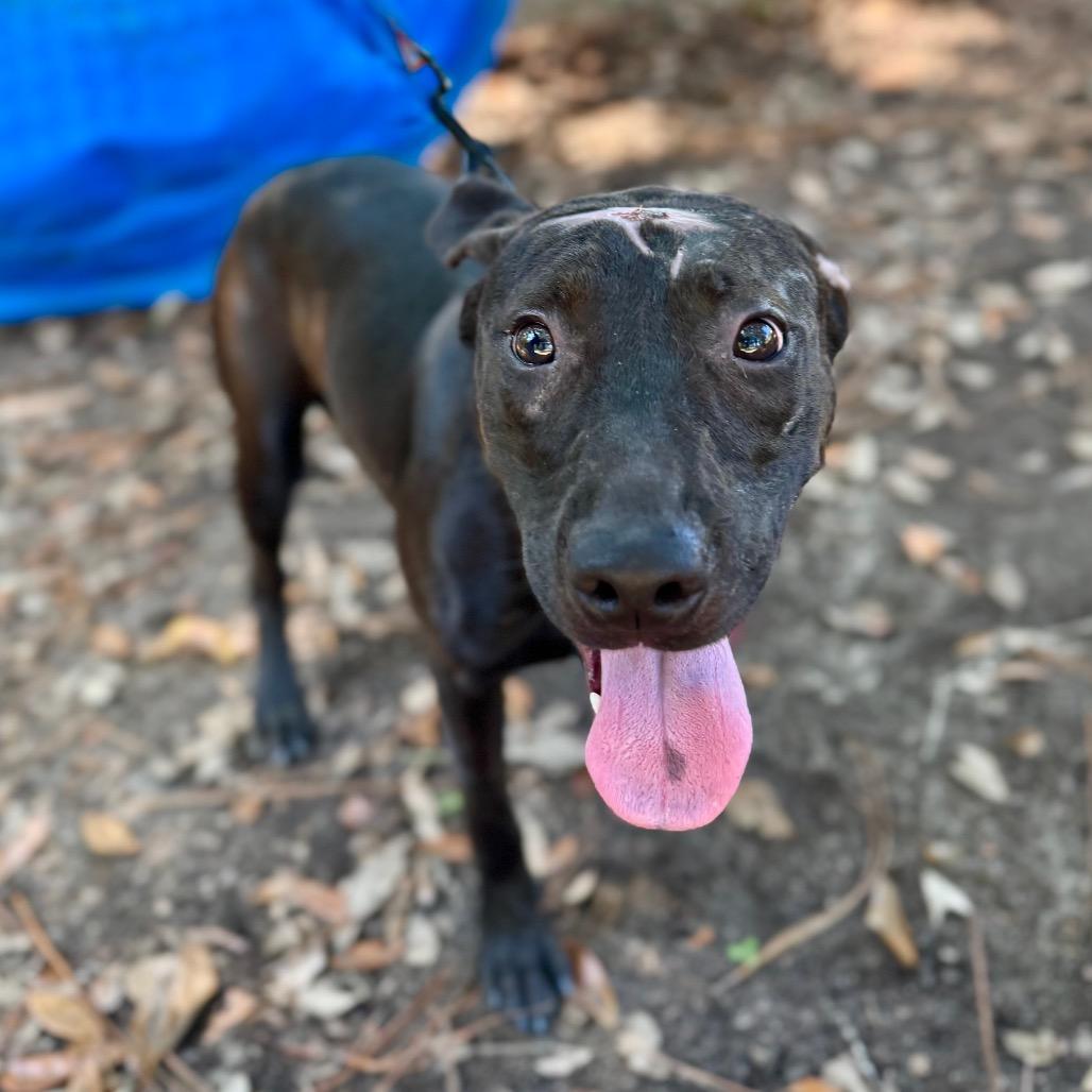 Poco, a Adoptable Mixed Breed in Milton, FL image 2/2