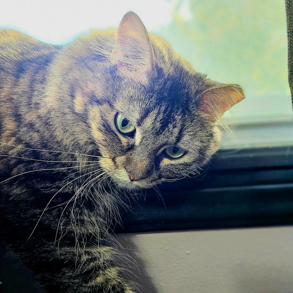 Bellatrix, Adoptable, Adult Female Domestic Medium Hair.