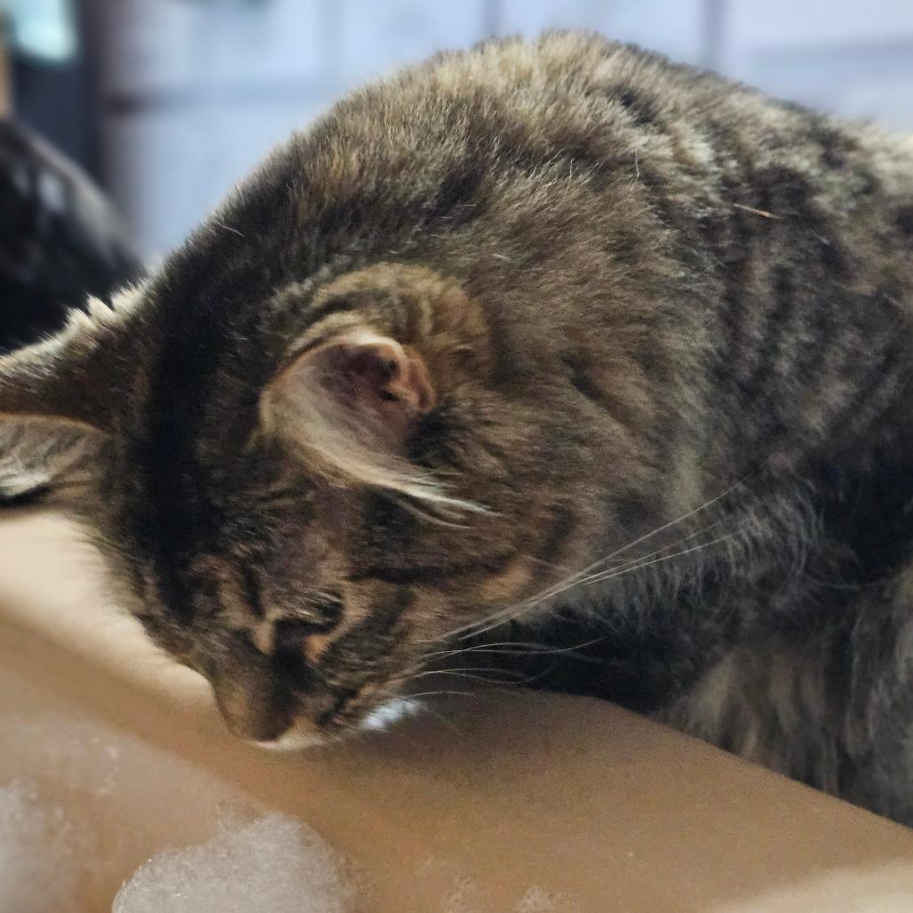 Enlarge Bellatrix, a Adoptable Domestic Medium Hair in Newcastle, OK image 3/3