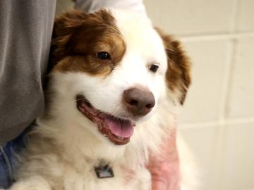 Enlarge Cody, a Adoptable mixed breed in Virginia Beach, VA image 1/1