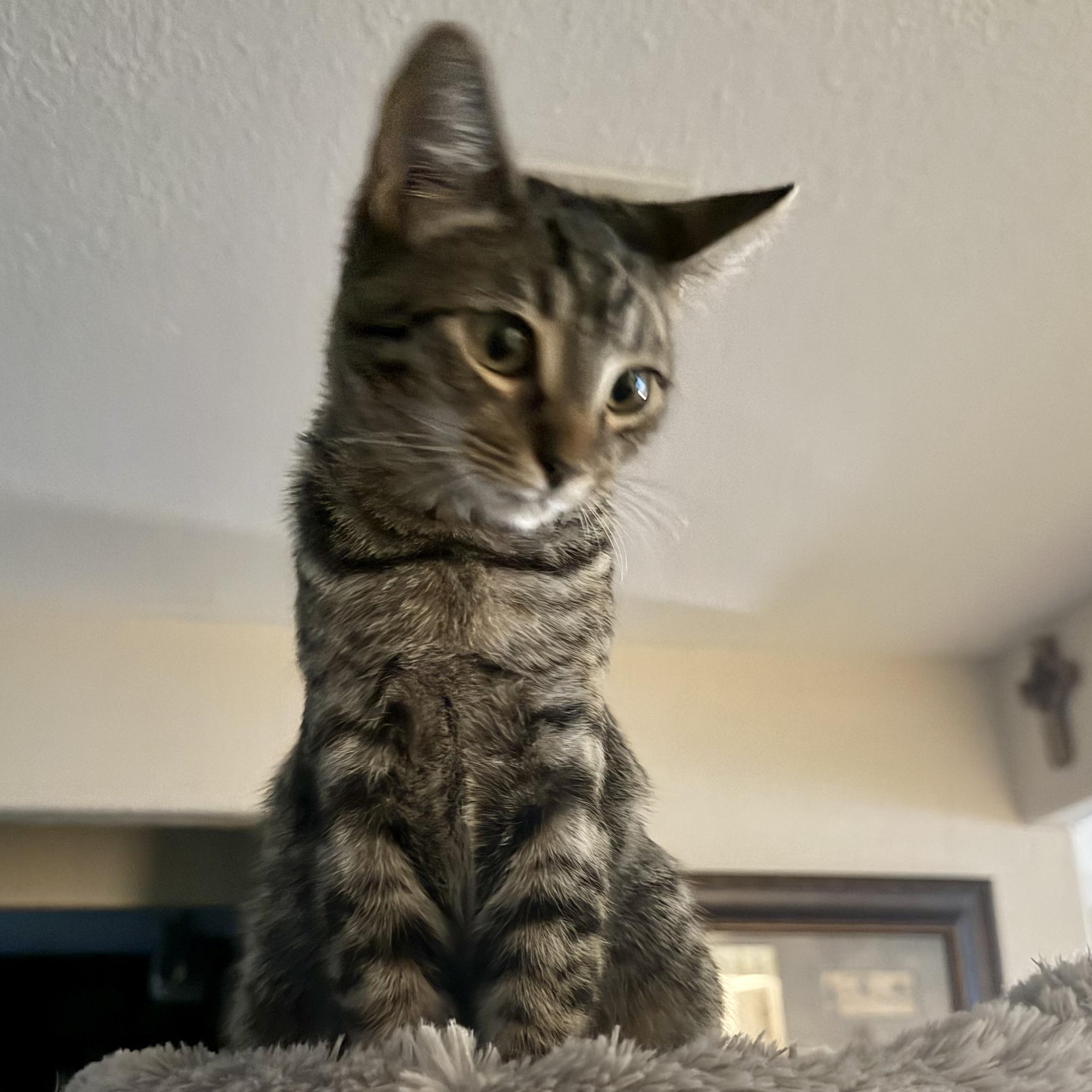 Enlarge Bruno, a Adoptable Domestic Medium Hair in COLORADO SPRINGS, CO image 6/6