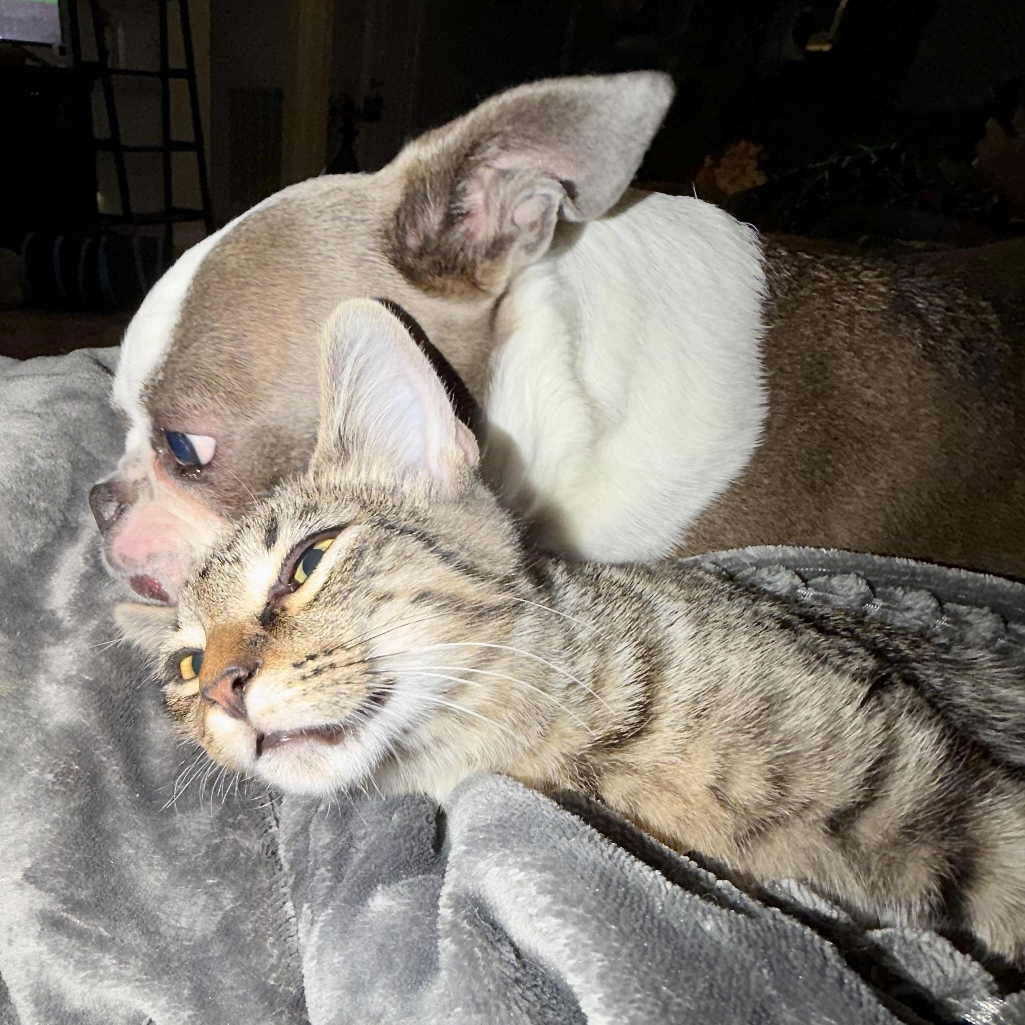 Enlarge Bruno, a Adoptable Domestic Medium Hair in COLORADO SPRINGS, CO image 3/6