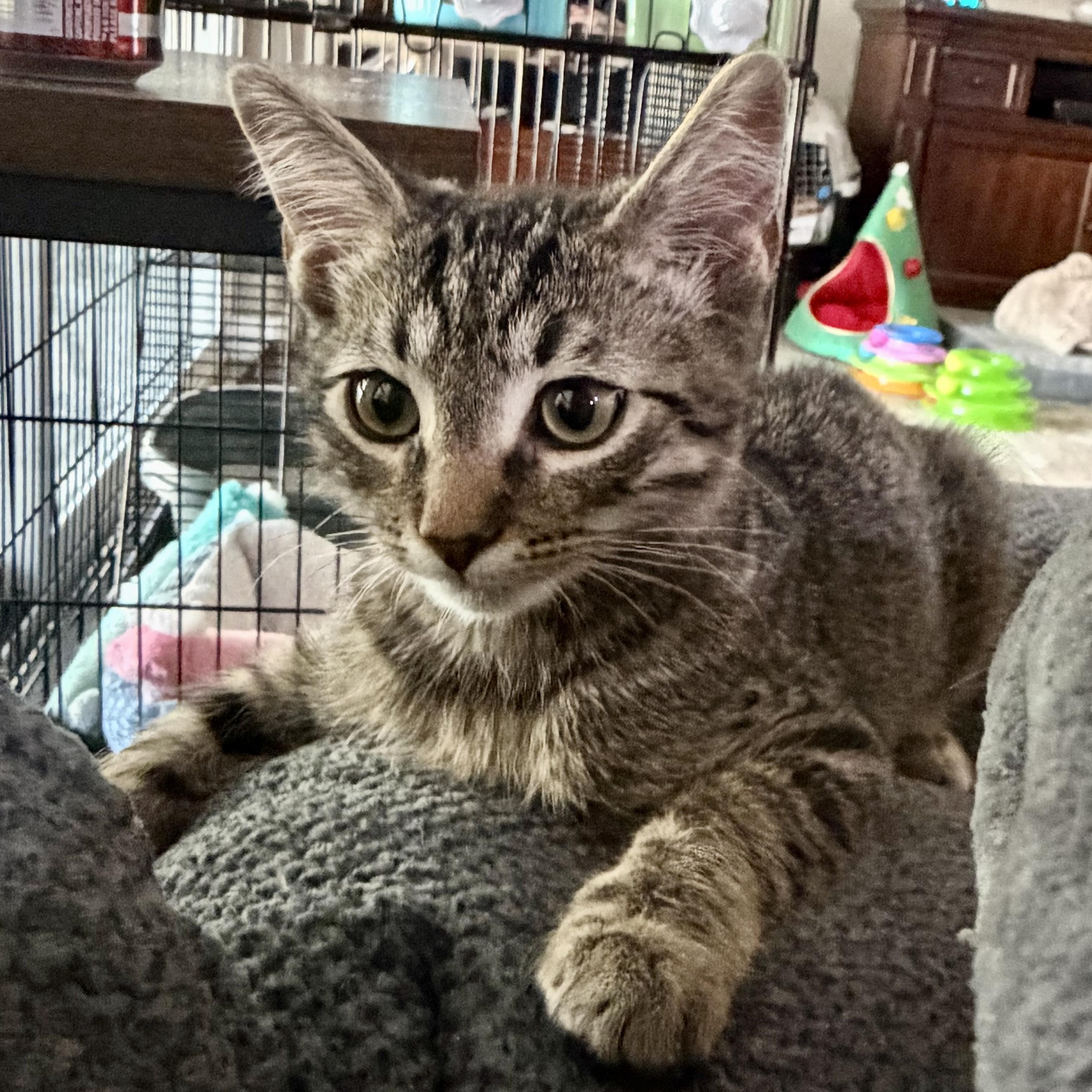 Enlarge Bruno, a Adoptable Domestic Medium Hair in COLORADO SPRINGS, CO image 2/6