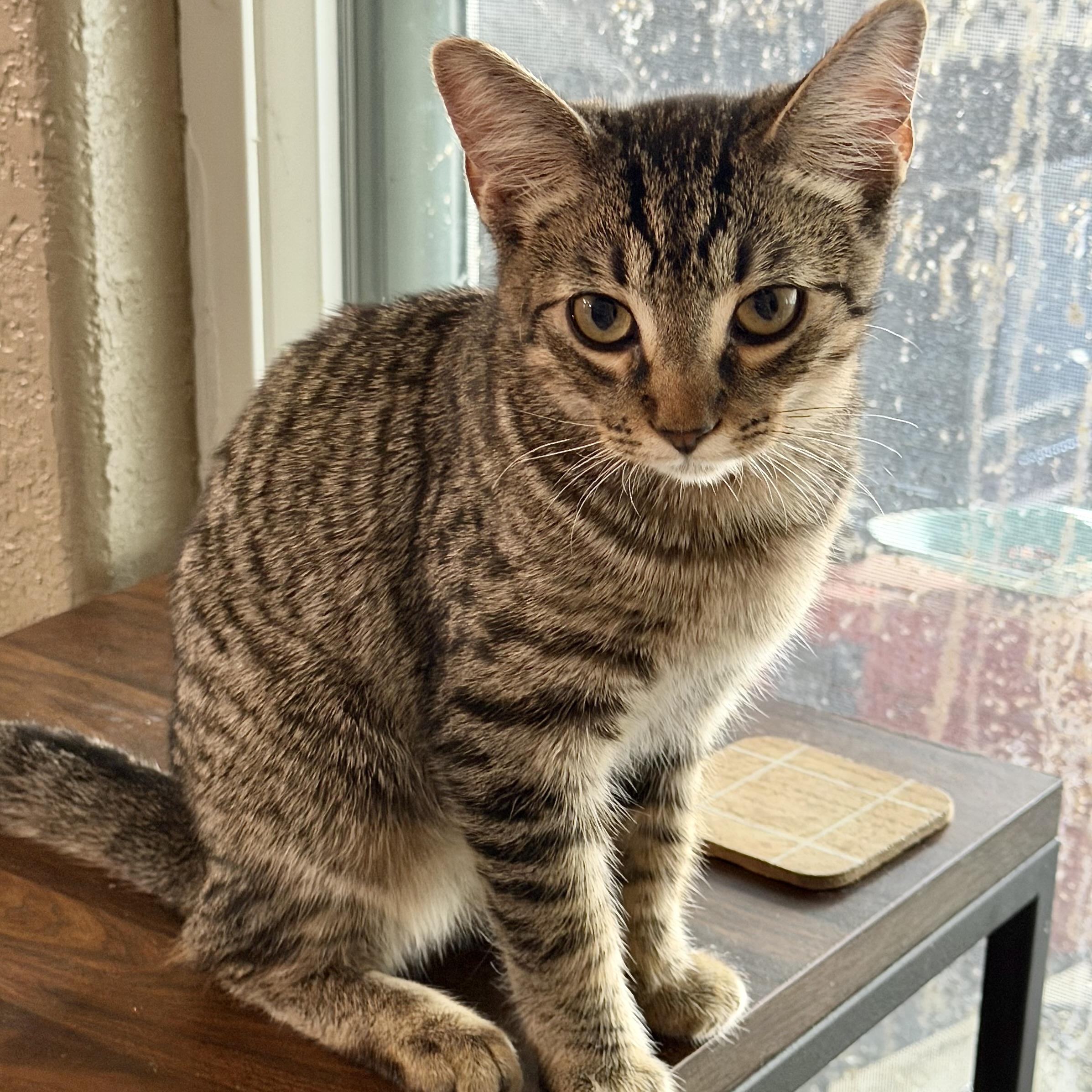 Bruno, Adoptable, Kitten Male Domestic Medium Hair.
