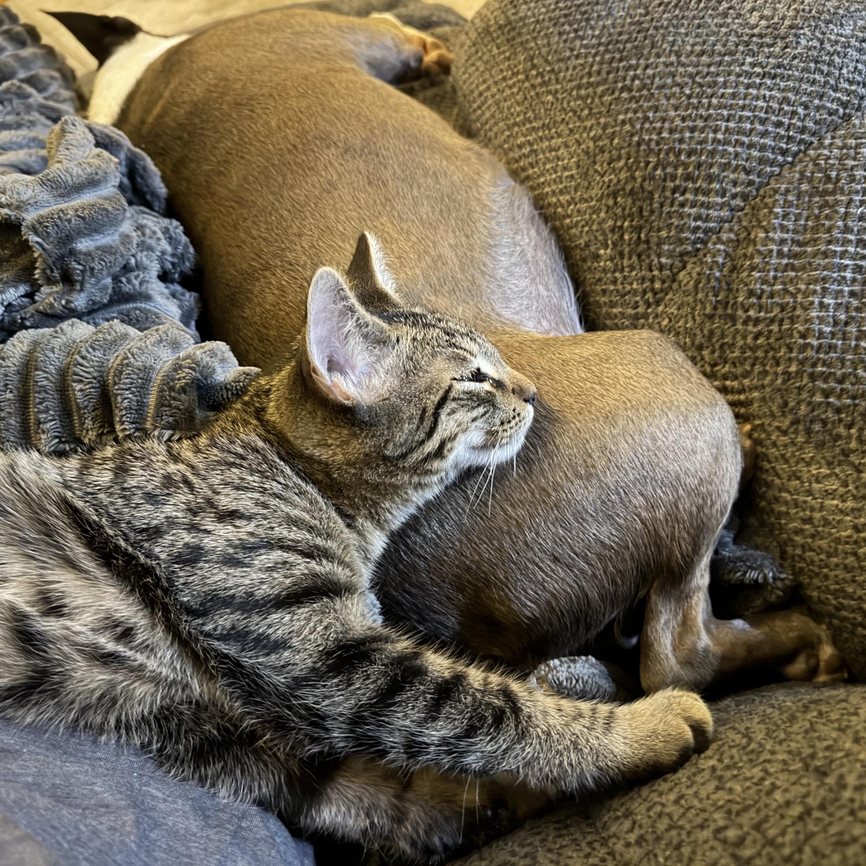 Enlarge Bruno, a Adoptable Domestic Medium Hair in COLORADO SPRINGS, CO image 5/6