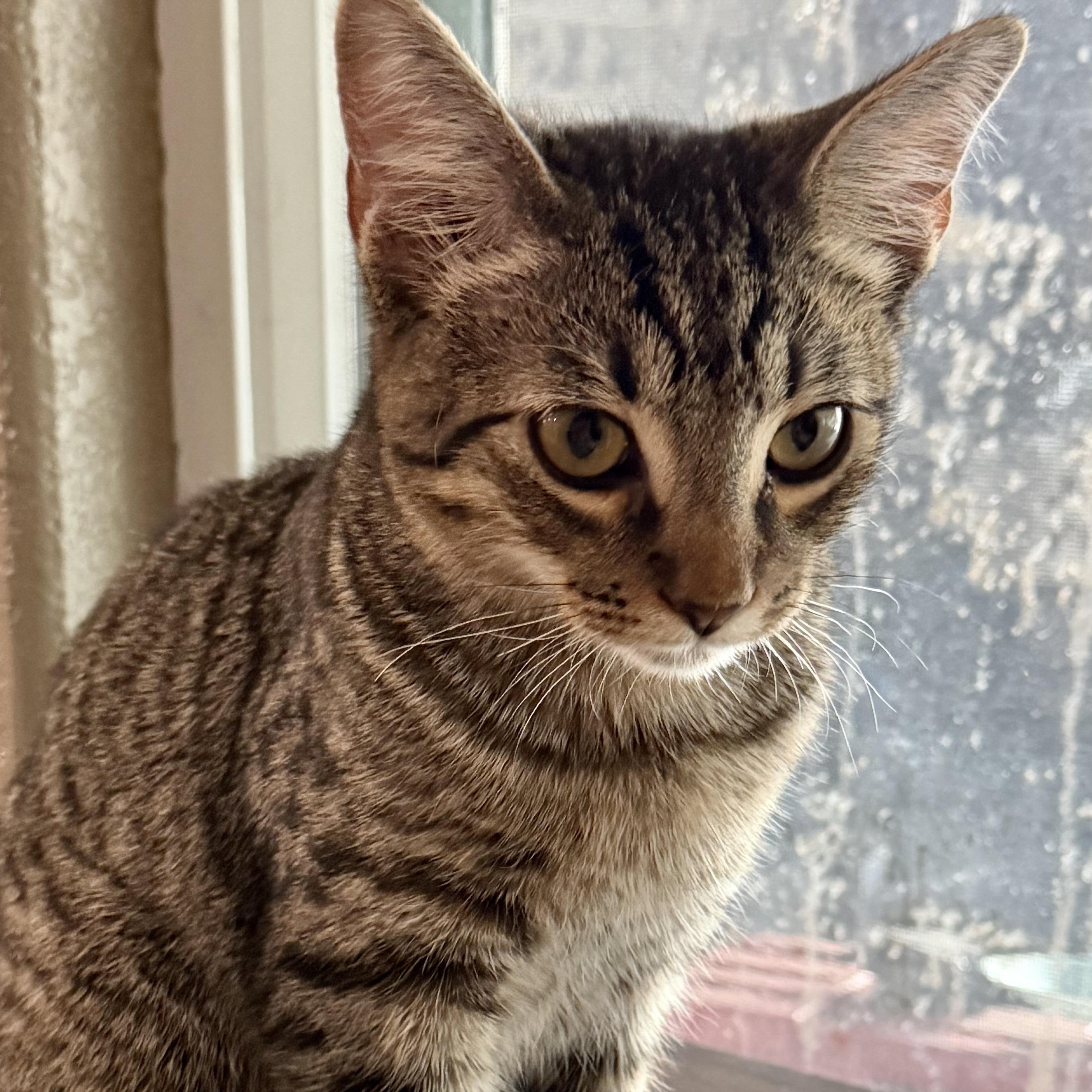 Enlarge Bruno, a Adoptable Domestic Medium Hair in COLORADO SPRINGS, CO image 4/6