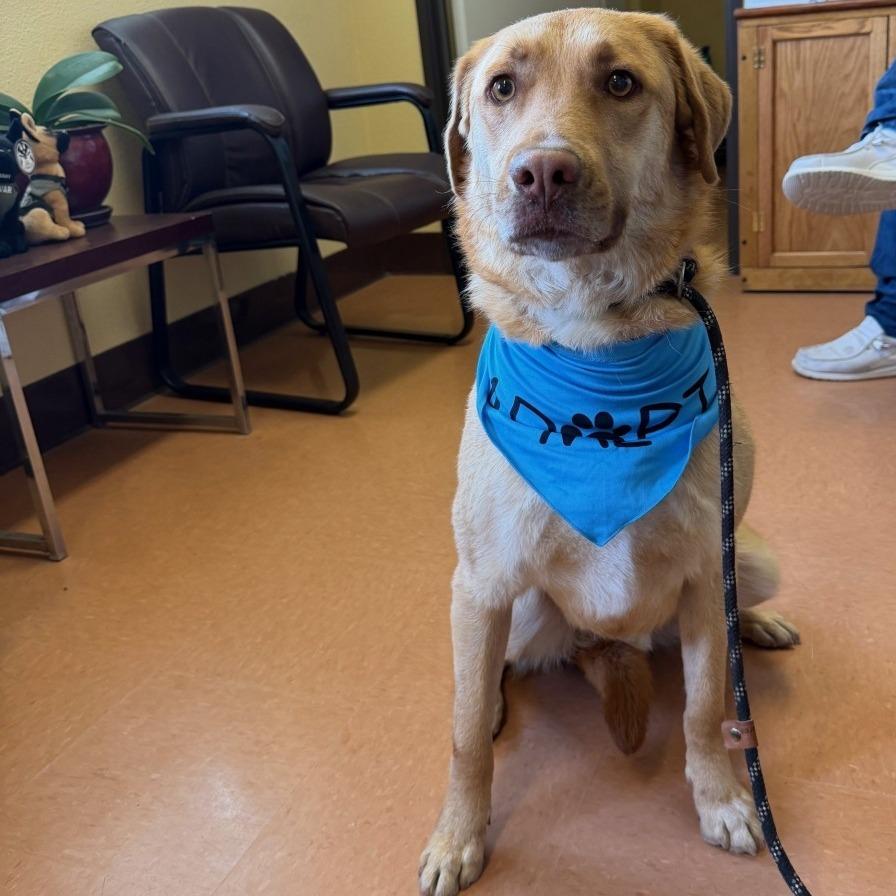 Copper, Adoptable, Adult Male Yellow Labrador Retriever.