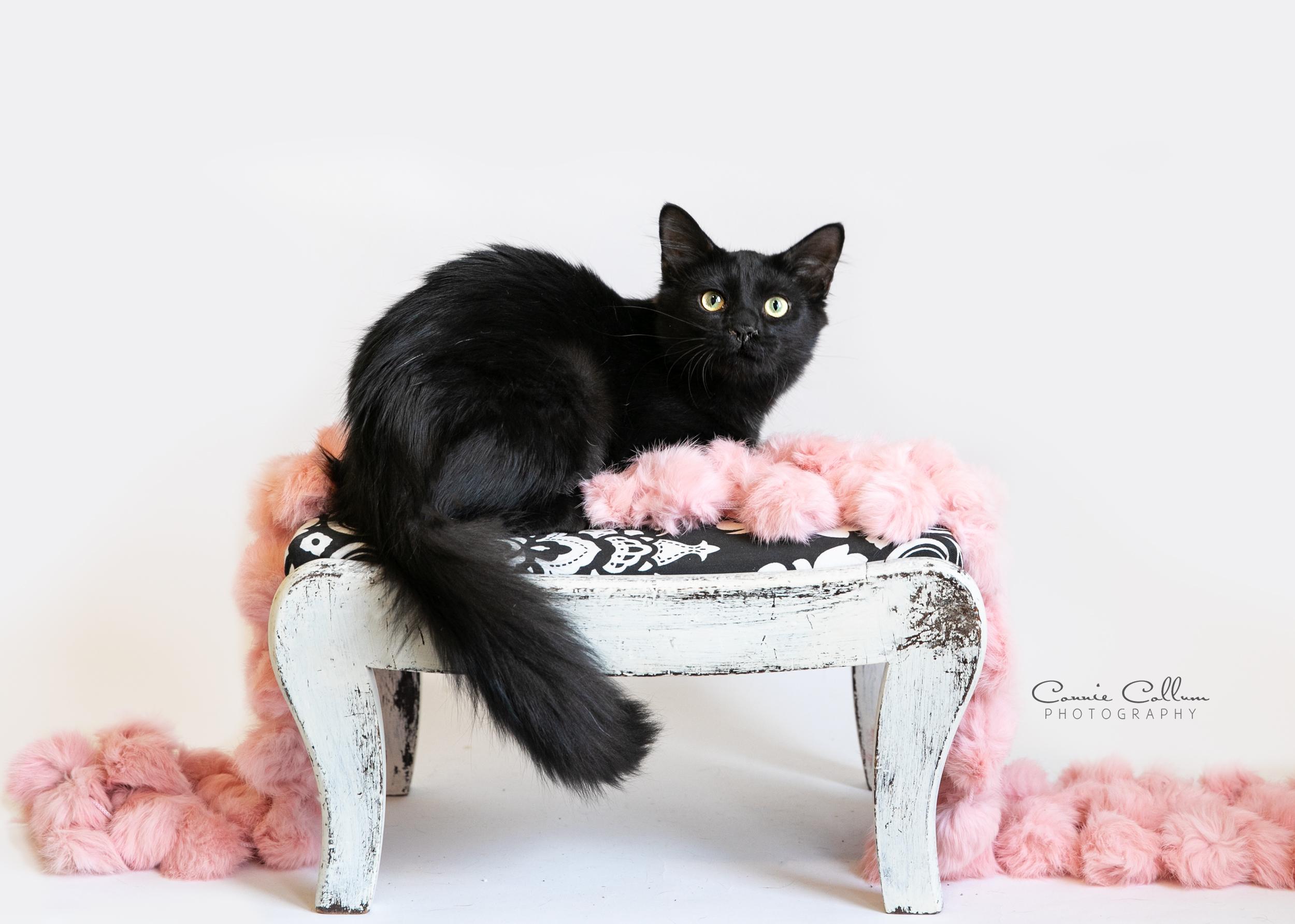 Enlarge Jill, an adopted mixed breed in Homewood, AL image 4/4