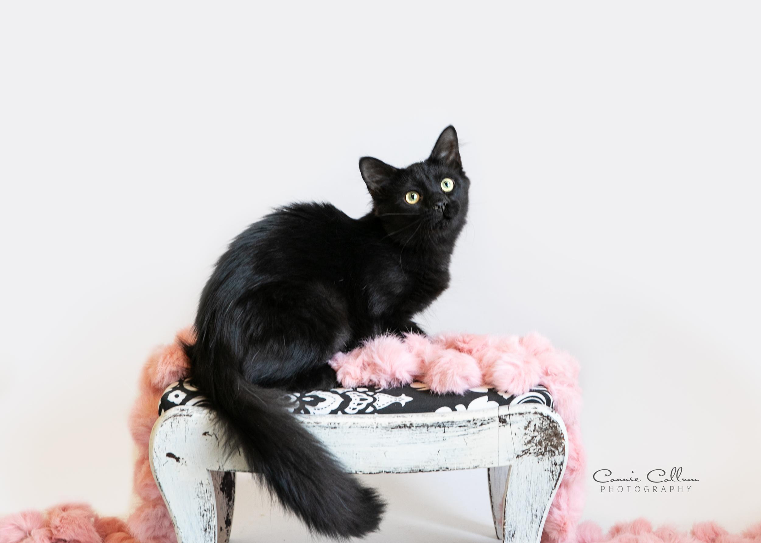 Jill, adopted, Young Female Domestic Short Hair.