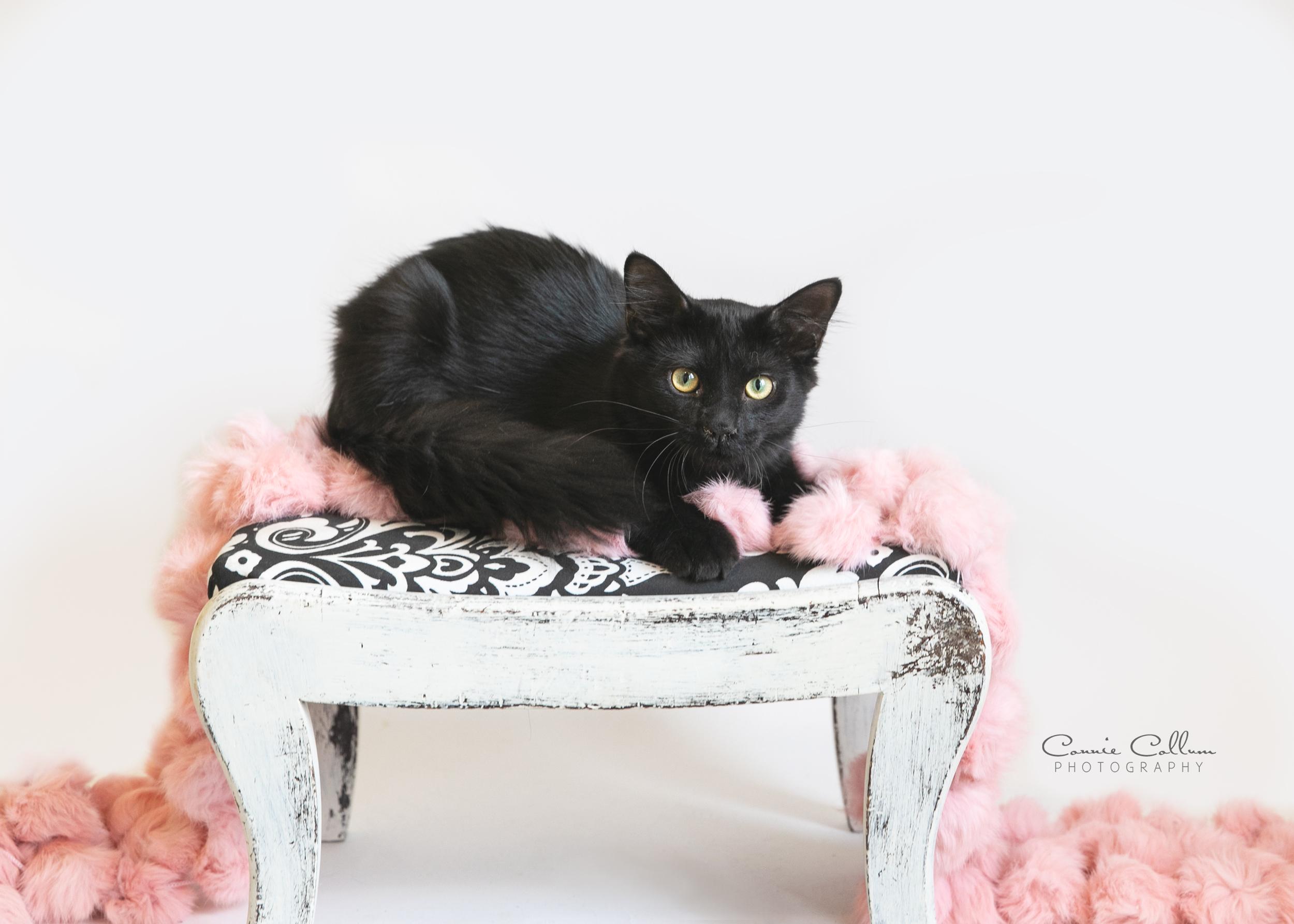 Enlarge Jill, an adopted mixed breed in Homewood, AL image 2/4
