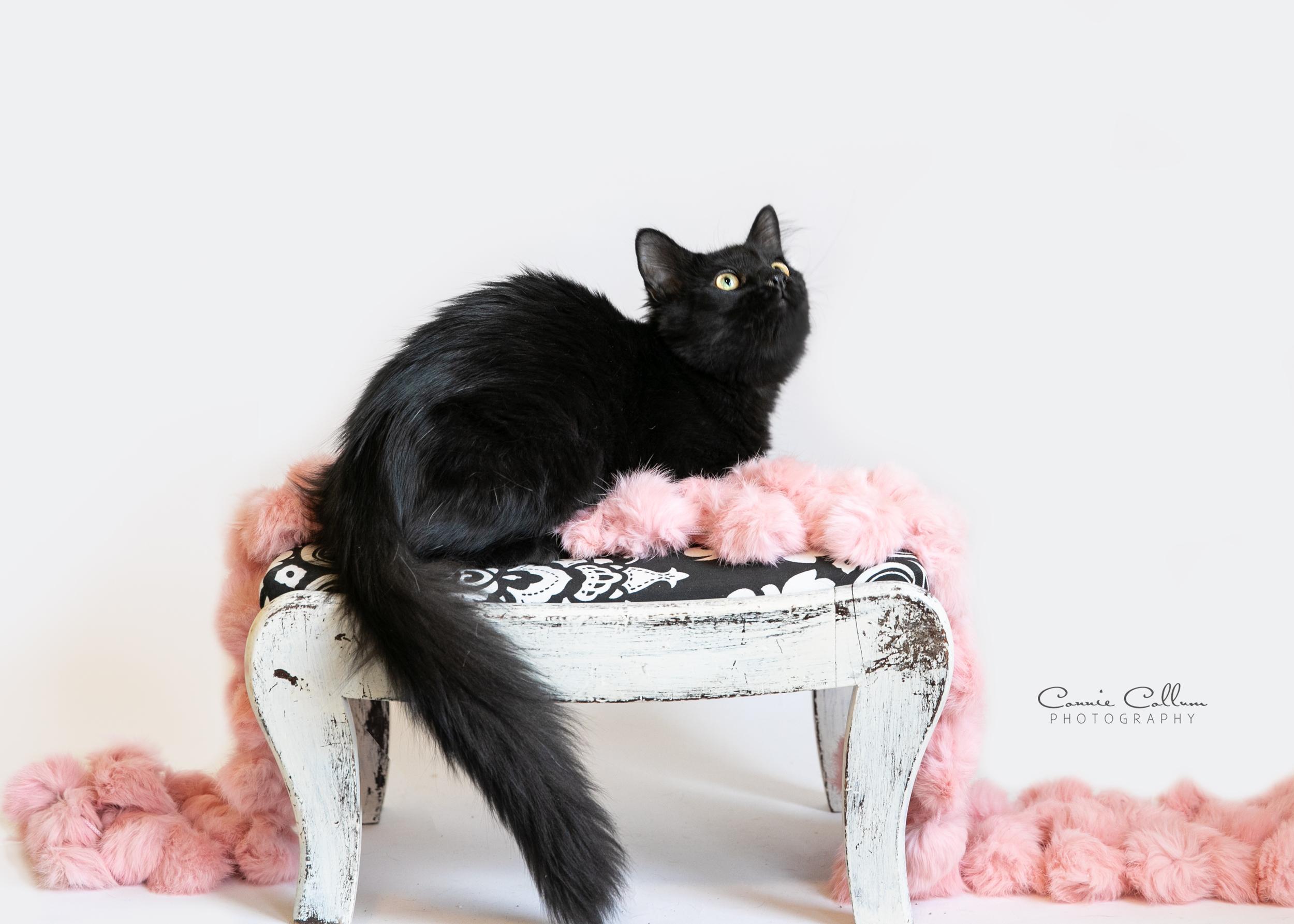 Enlarge Jill, an adopted mixed breed in Homewood, AL image 3/4