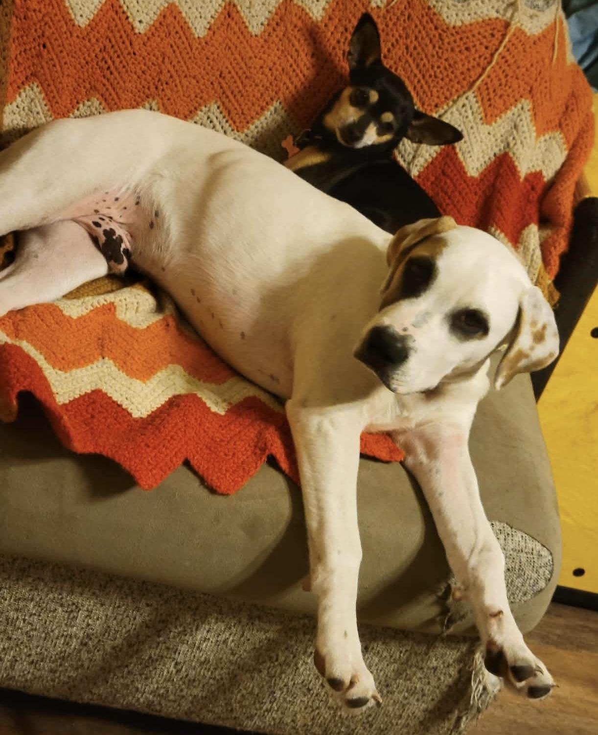 Enlarge Wishbone, a Adoptable mixed breed in Philadelphia, PA image 6/6